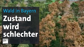 Bayerischer Wald Zustand verschlechtert sich  BR24 [upl. by Yemrots]