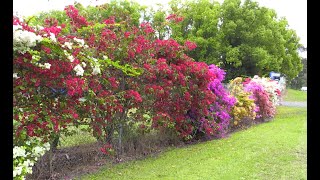 Bougainvilleas [upl. by Hanahsuar]