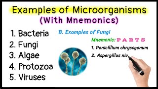 Examples of Microorganisms with Mnemonics  Bacteria  Fungi  Algae  Protozoa  Viruses [upl. by Anada]