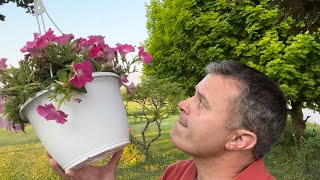 Can I Turn These Small Petunia Baskets Into Showpieces [upl. by Sigsmond930]