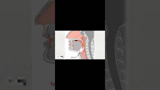 Epiglottis function [upl. by Evey401]