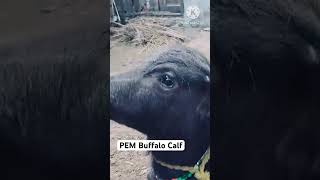 PEM  Verminous Toxemia  Diagnosis and Treatment in Buffalo calf [upl. by Leilamag]