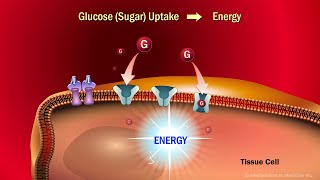 The Role of Insulin in the Human Body [upl. by Eibor432]