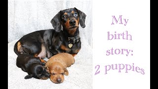 Dog giving birth to two puppies  Dachshund edition [upl. by Yrakaz]