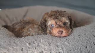 Lagotto Romagnolo Puppies 5 weeks [upl. by Yotal]