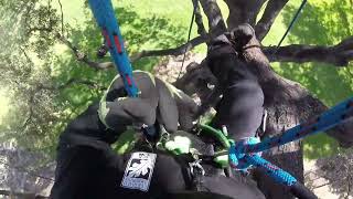 Retrieve Your Tree Climbing Redirect How to Ponytail Redirect [upl. by Nolahp]