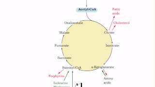 Amphibolic pathways of citric acid cycle [upl. by Simpkins]