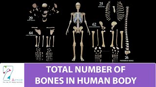 Total Number of Bones In Human Body [upl. by True]