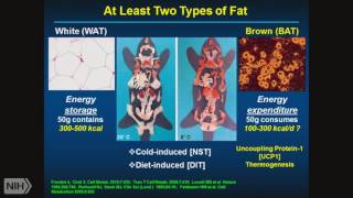 Demystifying Medicine 2017 Obesity Brown and Other Fat [upl. by Anattar]