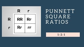 Genotypic Ratios and Phenotypic Ratios for Punnett Squares [upl. by Llenroc]