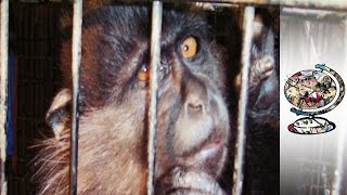 The Monkeys Murdered to Fill Americas Zoos [upl. by Gotcher400]