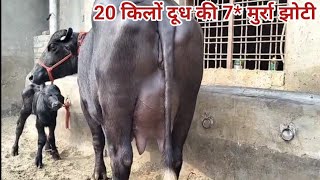 7 star murrah buffalo 20 liter milk with female calf reasonable price [upl. by Tekcirc72]