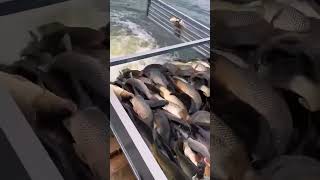 Farming Fish videos Village FisherMan Best unbelievable fishing Ornamental fish farming simulator [upl. by Lisbeth]