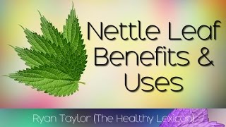 Nettle Leaf Benefits and Uses [upl. by Nirred]