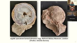 Rylands Seminar Series Fossil Histories South Asian Natural Heritage in the Manchester Museum [upl. by Hadeehuat]