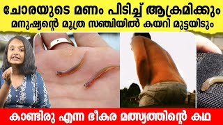 നിങ്ങൾ അറിഞ്ഞിരിക്കേണ്ട ഒരൊന്നൊന്നര മത്സ്യം  കാണ്ടിരു എന്ന വമ്പന്റെ കഥ  Facts about candiru [upl. by Ayikahs]