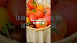 Tomates llenos de anti oxidantes [upl. by Ruel]