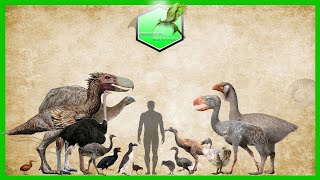 Flightless Birds Size Comparison Living Extinct [upl. by Ardnos]