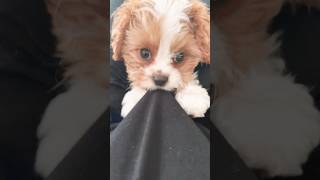 Disappearing act 😆 puppycavachon dogshorts viralpuppy playfulpets [upl. by Kiker208]