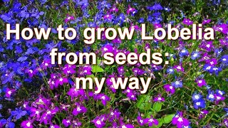 Seedlings in 7 days My way How to Grow Lobelia Plants from Seeds  Alexas Garden [upl. by Dinan]