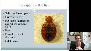 Hemiptera Heteroptera Juniors Intermediates AND Seniors [upl. by Oag683]