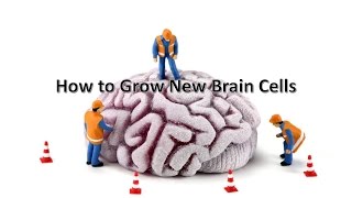 How to Grow New Brain Cells [upl. by Llerrah]