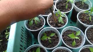 Container Gardening  How to Apply Fertilizer to Container Plants [upl. by Nosyk]