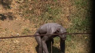 GURU the human like chimpanzee at Mysore Zoo being naughty 🙈 [upl. by Jessen260]