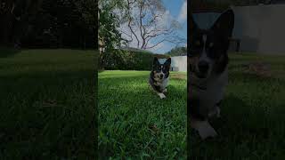 Corgis First Time Herding Sheep [upl. by Rushing]