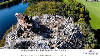 Moorings Park Osprey 13042024 1658 [upl. by Ajnot588]