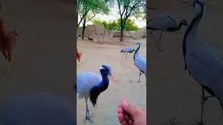 Demoiselle crane M Shahid Official 20youtubeshorts subcribe villagelife shortfeed Humtv [upl. by Wendell]