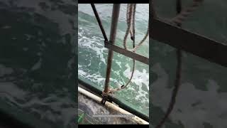 Process Of Setting Fishing Cage Into Sea [upl. by Gary]