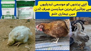 murgian kabi na hon bemar  use of Tylofurcin Erythromycin and doxycycline capsoley use in hen [upl. by Yrrem]