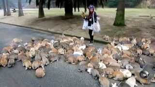 Its Always Bunny Rush Hour on This Japanese Island [upl. by Eugatnom]