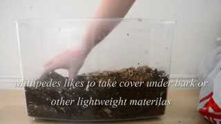 Basic millipede tank setup [upl. by Hebert]