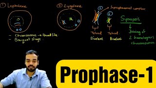 Prophase1 Leptotene Zygotene Pachytene Diplotene amp Diakinesis prophase celldivision [upl. by Awe]