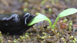 黒いナメクジの食事 Black Slug eat grass [upl. by Hiram]