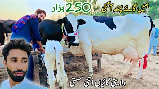 Malumor Jhang Maweshi Mandi Cows Rates Update  Sasti Cow Mandi  Pk Janwar Mandi [upl. by Eixid427]