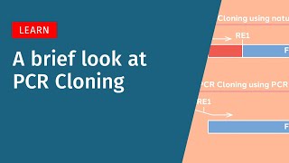 A Brief Look at PCR Cloning [upl. by Charters387]