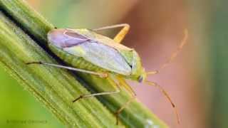 Capsid Bug Calocoris affinis  Grüne Distelwanze [upl. by Cyrille]