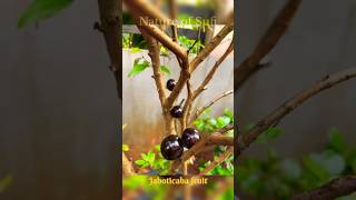 Jaboticaba fruit maramundhirihomegardening [upl. by Steinke]