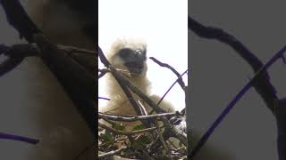 Huge Harpy Eagle Chick So Adorable Close Up 🦅 [upl. by Flosser426]