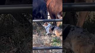 Corgi herding cattle [upl. by Noiraa]