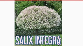 SALIX INTEGRA CUTTINGS amp TRIMING [upl. by Amalie788]