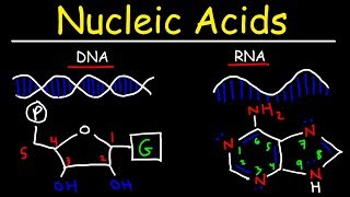 Nucleic Acids  RNA and DNA Structure  Biochemistry [upl. by Darb]