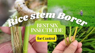 Six Effective Insecticides for Controlling Stem Borers in Rice ricecrop insecticides best [upl. by Ostap]