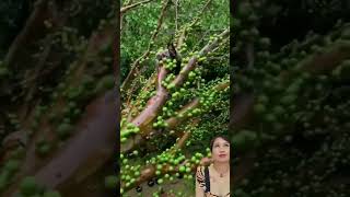 Jaboticaba fruit farming farmingideas yummyfruit [upl. by Ahsap]