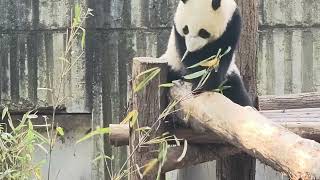 Visit the Chengdu Panda Base to See Adorable Giant and Red Pandas [upl. by Slohcin731]