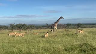 Watch this HUNGRY pride of 11 lions hunt down a giraffe and her baby in Kenya [upl. by Hume]