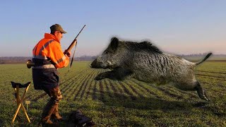 TOP 5 Charge Dun Sanglier 2021  Wild Boar Attacks [upl. by Pellegrini]